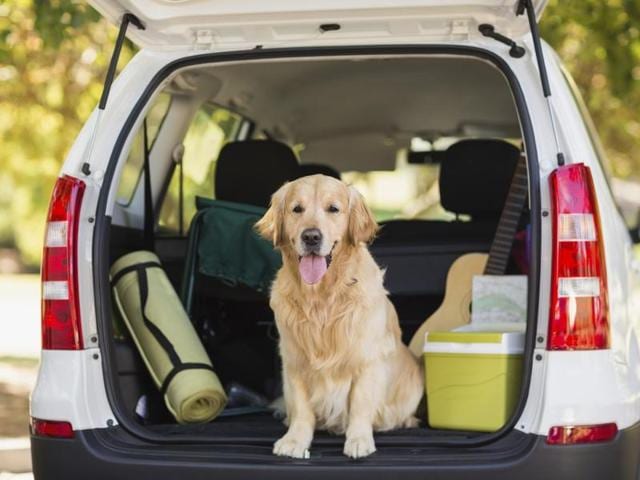 Grooming centres for pets provide many services, including pick-and-drop.(iStockphoto)