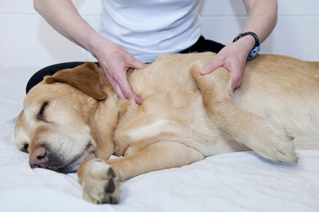 Massages and exercises help the pets by relaxing them and helping them stay healthy. (Getty Images/iStockphoto) Massages and exercises help the pets by relaxing them and helping them stay healthy. (Getty Images/iStockphoto)