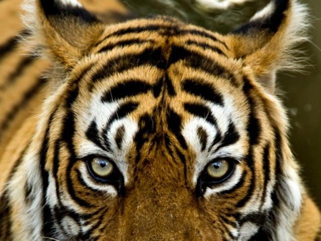 The turn of the century was a difficult moment and poachers were rampant across western and central India. By 2004, Sariska tiger reserve lost all its tigers due to poaching and Ranthambhore lost half of its tigers for the same reason. (Aditya ‘Dicky’ Singh) The turn of the century was a difficult moment and poachers were rampant across western and central India. By 2004, Sariska tiger reserve lost all its tigers due to poaching and Ranthambhore lost half of its tigers for the same reason. (Aditya ‘Dicky’ Singh)