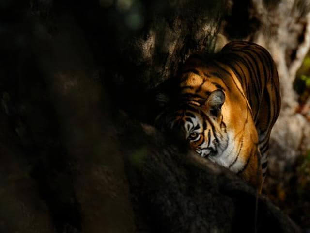 Machli was famous for her hunting skill and strength. A video of her killing a 14-foot-long mugger crocodile had gone viral. (Aditya ‘Dicky’ Singh) Machli was famous for her hunting skill and strength. A video of her killing a 14-foot-long mugger crocodile had gone viral. (Aditya ‘Dicky’ Singh)