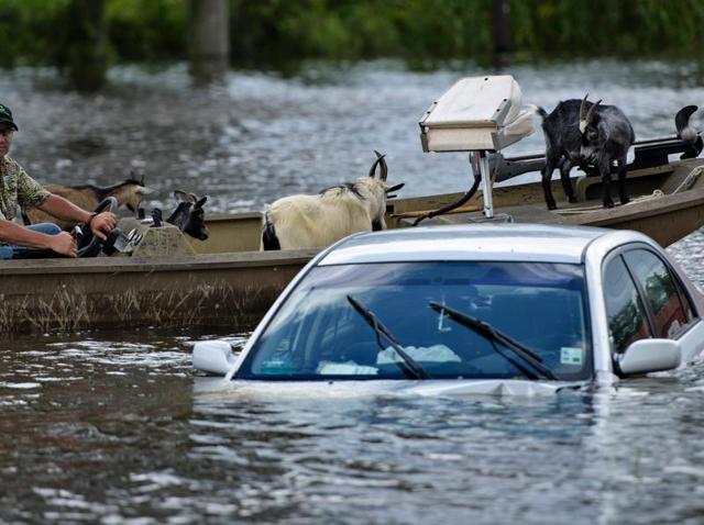 A man navigates a boat of rescued goats past a partially submerged car after flooding on August 16, 2016 in Gonzales, Louisiana. (AFP Photo) A man navigates a boat of rescued goats past a partially submerged car after flooding on August 16, 2016 in Gonzales, Louisiana. (AFP Photo)