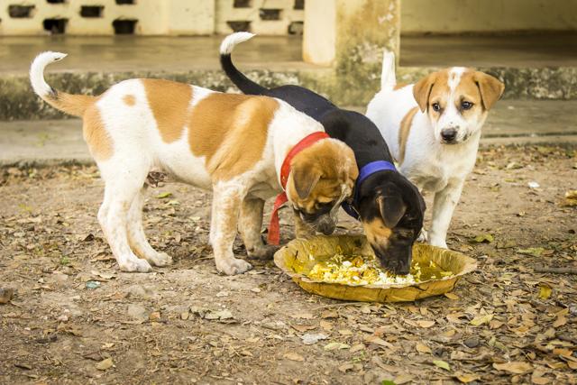 Dogs at boarding units are given home-cooked meals, which is nutritious and safe for consumption. (Getty Images/iStockphoto) Dogs at boarding units are given home-cooked meals, which is nutritious and safe for consumption. (Getty Images/iStockphoto)