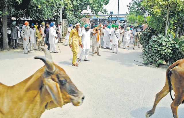 Jagdev Singh, member of the union, said the authorities have turned insensitive towards their problems as it has become difficult for the farmers to keep bovine like creatures at bay from their paddy fields. (HT Photo) Jagdev Singh, member of the union, said the authorities have turned insensitive towards their problems as it has become difficult for the farmers to keep bovine like creatures at bay from their paddy fields. (HT Photo)