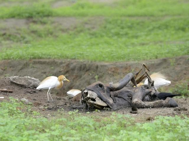 Experts had predicted that mounds of rotting animal flesh would be piled up in the wake of Dalits’ protest against the thrashing of a community members by cow protection vigilantes.(AFP File Photo)