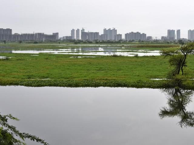 The Najafgarh drain, the longest drainage system of Delhi, has become an alternative wetland for resident and migratory water birds. (Vipin Kumar/HT Photo)