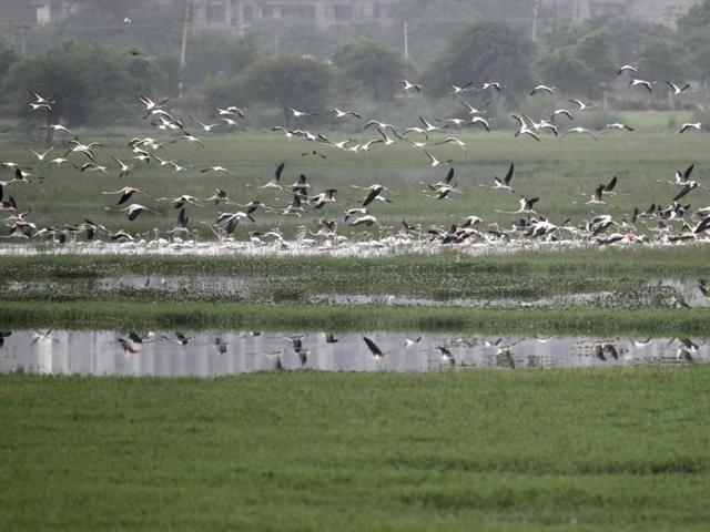 The flamingoes are visiting: Najafgarh lake attracts resident ...