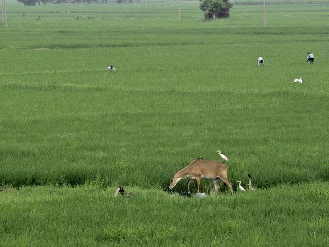 Unlike other parts of the city, the fields in the Najafgarh area are among the few that still preserve ample bird and animal life. Despite nearby human activity, the area has remained untouched. So far. (Vipin Kumar/HT PHOTO)