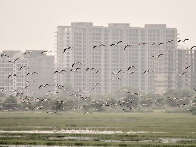 This monsoon, a large group of flamingoes are visiting the wetlands. Last year, distant migratory birds from Central Asia, North Asia and Siberia were spotted during the winter. (Vipin Kumar/HT PHOTO)