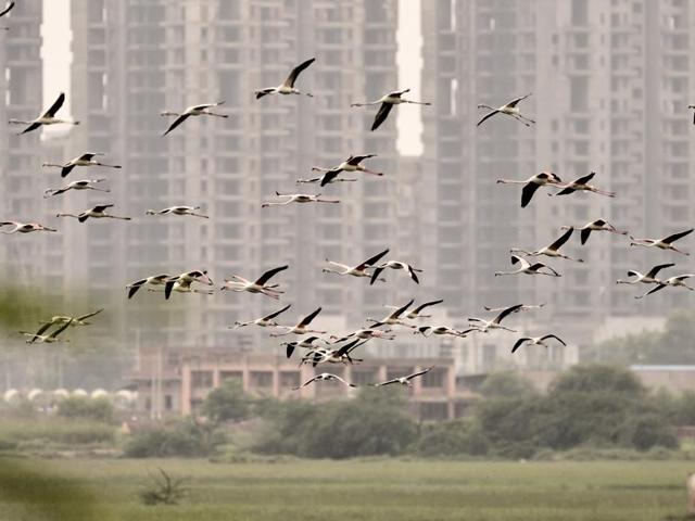 Less rainfall, rapid urbanisation and construction activities in its vicinity is causing the wetland to dry up. Rapid real estate growth on the wetland fringes is also jeopardising the future of this wetland and the birds fauna that depends on it. (Vipin Kumar/HT PHOTO)