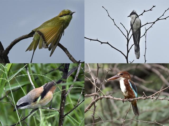 Among the many avian visitors are (clockwise from top left) the Green Bee-Eater, Jacobin Cuckoo, White Breasted Kingfisher and a Long Tailed Shrike. (Vipin Kumar/HT Photos)