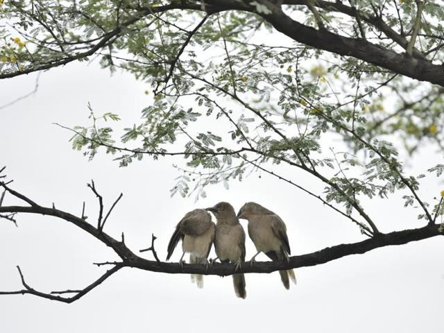 Yellow-eyed babblers groom themselves. These birds are usually found in groups, ranging from five to 15 in numbers, especially in non-breeding seasons. (Vipin Kumar/HT PHOTO)