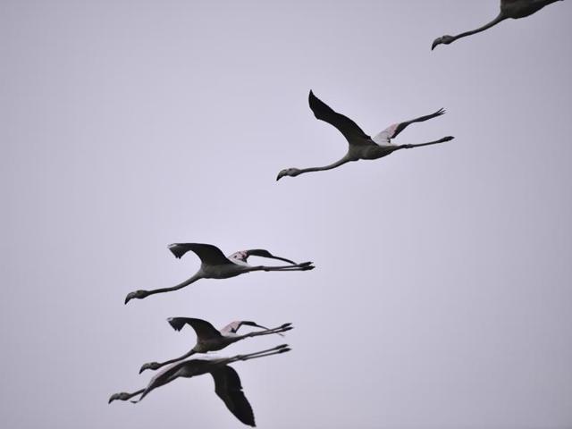 Sighting of flamingos has enthralled bird lovers this year, but these days are numbered. Rapid urban growth is threatening the Najafgarh wetland, one of the few such left in India's capital. (Vipin Kumar/HT Photo)