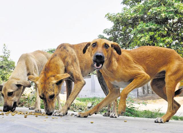 Representative photo. A 65-year-old woman died in Kerala after being attacked by stray dogs.(Sunil Ghosh / HT File Photo)