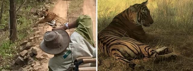 (Left) Punjab governor-designate VP Singh Badnore leans from a vehicle to click a tiger at Ranthambore in June 2016; (right) the tiger photographed by Badnore. (Photo: VP Singh Badnore) (Left) Punjab governor-designate VP Singh Badnore leans from a vehicle to click a tiger at Ranthambore in June 2016; (right) the tiger photographed by Badnore. (Photo: VP Singh Badnore)