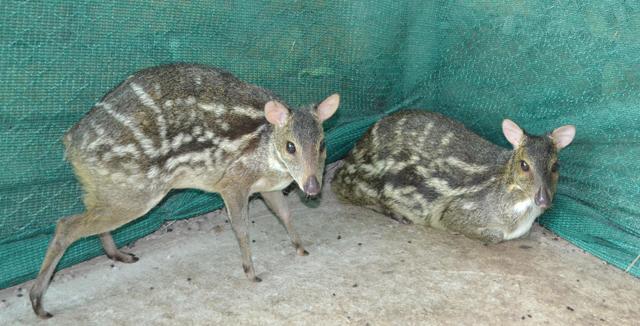 Mouse deer at Chhatbir zoo. (Photo: Vikram Jit Singh) Mouse deer at Chhatbir zoo. (Photo: Vikram Jit Singh)