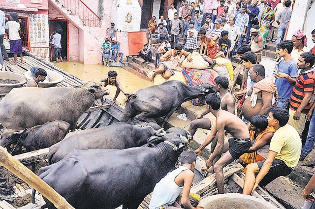 Locals unload their cattle from a country made boats as floods water inundates large swathes of Patna. (AP Dube/ HT Photo) Locals unload their cattle from a country made boats as floods water inundates large swathes of Patna. (AP Dube/ HT Photo)