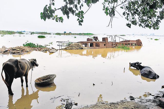 Cattle slumber at a flooded ghat in Patna. (AP Dube/HT Photo) Cattle slumber at a flooded ghat in Patna. (AP Dube/HT Photo)