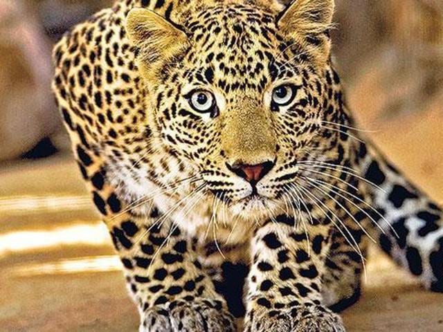 Barku Bhau Bhoir, 52, a resident of Sonavale village in Murbad, Tokawade south range was attacked by the leopard around 5pm while he was returning from his rice field. (HT File Photo) Barku Bhau Bhoir, 52, a resident of Sonavale village in Murbad, Tokawade south range was attacked by the leopard around 5pm while he was returning from his rice field. (HT File Photo)