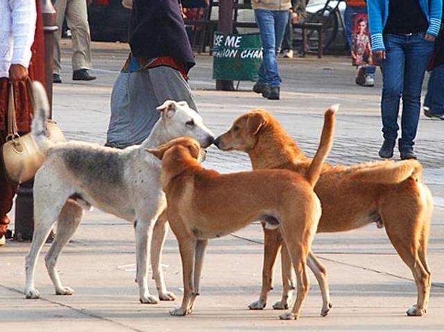 The step-up to catch dogs comes after a 65-year-old woman died after being attacked by a pack of dogs at Pullivilla coastal area near Thiruvananthapuram on Sunday night.(HT File Photo)