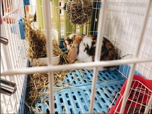 Most of the rabbits aren’t on sale and have been abandoned by previous owners. (rabbitlandcafehollleung/INSTAGRAM) 