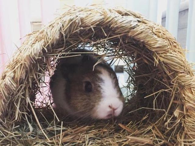 The idea behind it is to encourage residents to see what it takes to rear rabbits. (rabbitlandcafe/INSTAGRAM) 