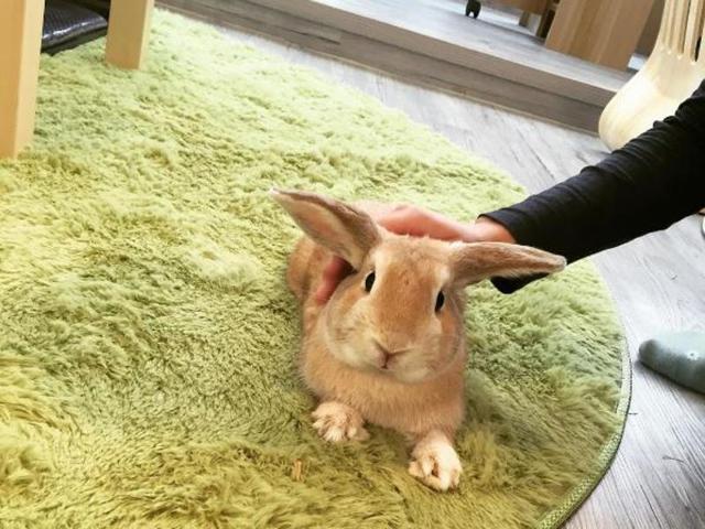 Hong Kong already has cat cafes. (rabbitlandcafe/iNSTAGRAM) 