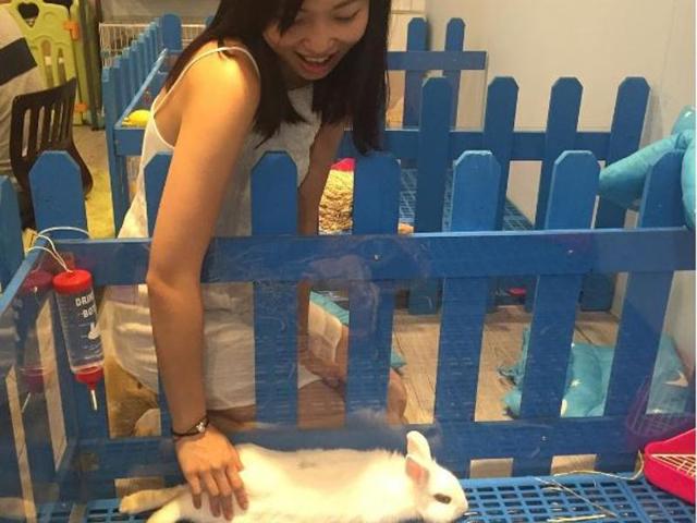 Diners can feed rabbits and play with them but there are strict rules to be followed. One can’t pull their ears, for instance. (Rabbitcafekelly0130/INSTAGRAM) 