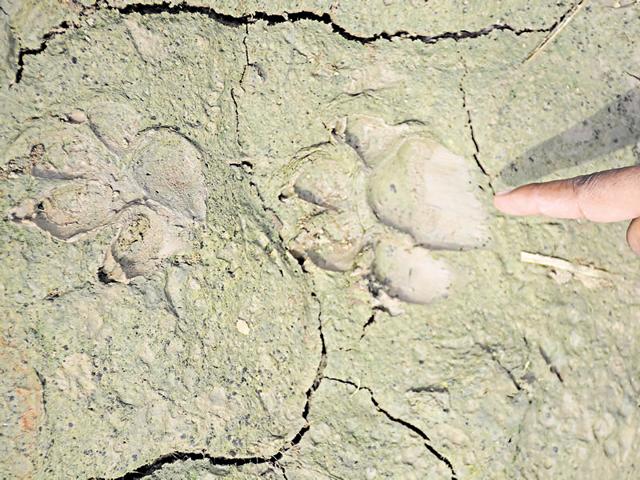 Officials of the divisional forest department said they will go for one more attempt to catch the animal on Monday night.(Sakib Ali/HT Photo)