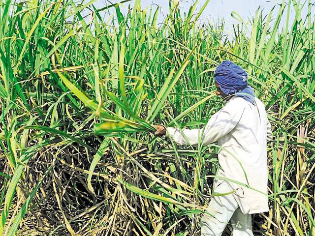 A farmer inspecting his sugarcane crop at Simbro village near Patiala on Monday.(Bharat Bhushan/HT Photo)