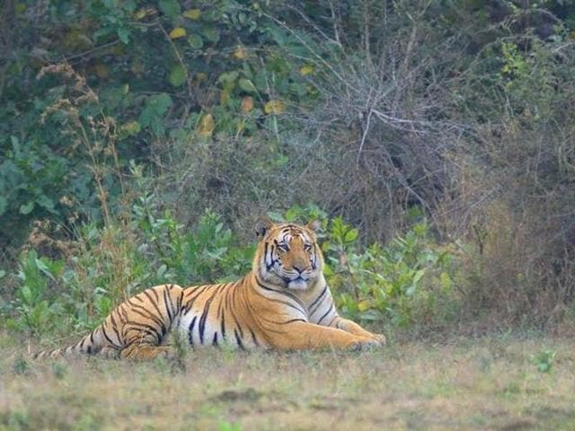 Jai, the seven-year-old tiger went missing from Umred Karhandla Wildlife Sanctuary near Nagpur on April 19. (HT PHOTO) Jai, the seven-year-old tiger went missing from Umred Karhandla Wildlife Sanctuary near Nagpur on April 19. (HT PHOTO)