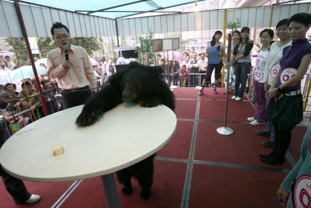 Not the sort of ‘bearish’ that Ruchir Sharma’s talking about: A moon bear reaches for a piece of fruit during a promotion activity at a Chinese supermarket in this photograph from 2006 (Getty Images) Not the sort of ‘bearish’ that Ruchir Sharma’s talking about: A moon bear reaches for a piece of fruit during a promotion activity at a Chinese supermarket in this photograph from 2006 (Getty Images)