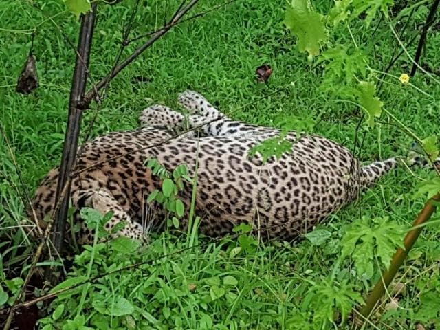 The body of the leopard after it was shot on Wednesday in Murbad. (HT Photo) The body of the leopard after it was shot on Wednesday in Murbad. (HT Photo)