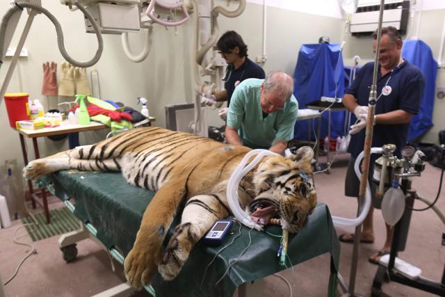 In war-ravaged Gaza, starving animals rescued from ‘world’s worst’ zoo ...