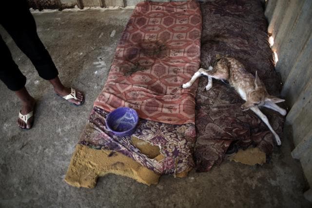 A Palestinian worker stands next to an ill baby deer, laying on mattresses in a metal cage. (AP File Photo) A Palestinian worker stands next to an ill baby deer, laying on mattresses in a metal cage. (AP File Photo)