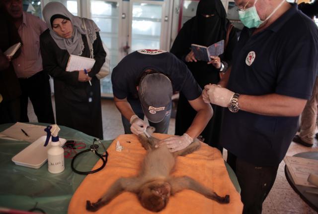 Romanian veterinarian doctor Ovidiu Rosu, of the Four Paws International, examines a sedated monkey as part of the preparations to transfer the animals from the Gaza zoo . (AP Photo) Romanian veterinarian doctor Ovidiu Rosu, of the Four Paws International, examines a sedated monkey as part of the preparations to transfer the animals from the Gaza zoo . (AP Photo)