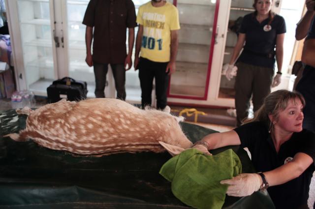 Loana Dungler, a member of the Four Paws International, examines a sedated deer. (AP Photo) Loana Dungler, a member of the Four Paws International, examines a sedated deer. (AP Photo)