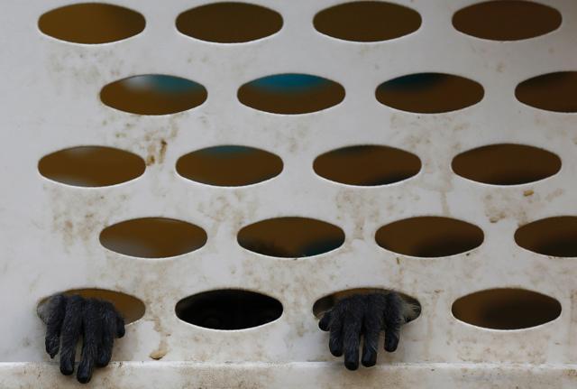 Four Paws transport animals across the Erez border crossing into Israel after evacuating them from the zoo in Khan Yunis in the southern Gaza Strip. (AFP Photo) Four Paws transport animals across the Erez border crossing into Israel after evacuating them from the zoo in Khan Yunis in the southern Gaza Strip. (AFP Photo)