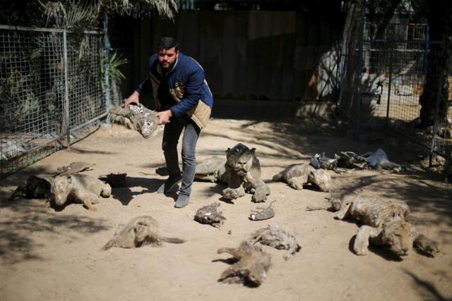 Palestinian Mohammad Oweida, a zoo owner, shows stuffed animals that died during the 2014 war, in Khan Younis. (Reuters Photo) Palestinian Mohammad Oweida, a zoo owner, shows stuffed animals that died during the 2014 war, in Khan Younis. (Reuters Photo)