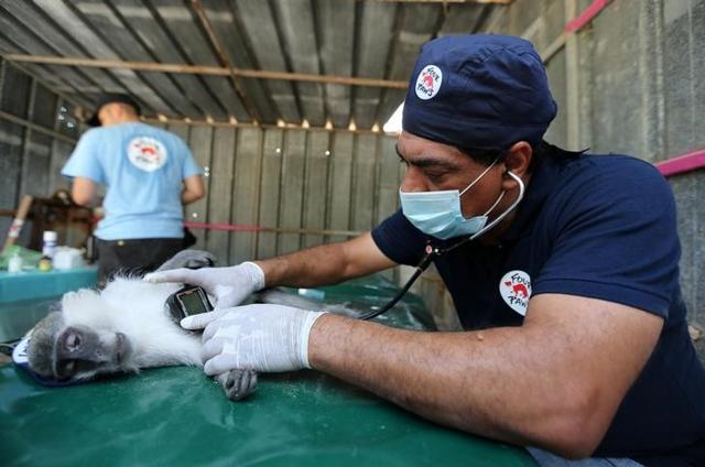Veterinarian Amir Khalil from Four Paws International checks a monkey at the zoo. Veterinarian Amir Khalil from Four Paws International checks a monkey at the zoo.