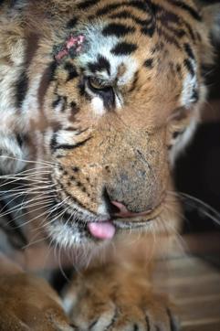Laziz, Gaza's last tiger from the Khan Yunis zoo, waits in a cage at the Tambo international airport in Johannesburg. (AFP Photo)