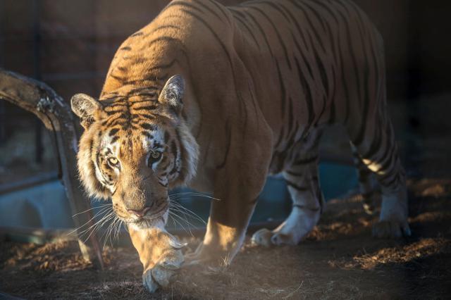 The Gaza zoo's last tiger was one of 15 animals rescued this week. (AFP Photo)