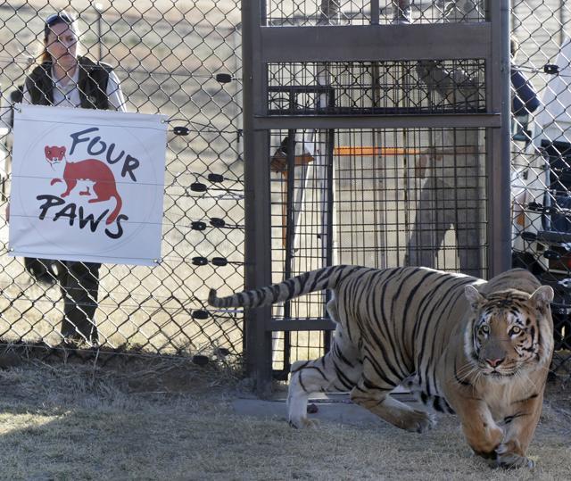 Laziz is released into an enclosure at the Lionsrock Big Cat Sanctuary in Bethlehem, South Africa. (AP Photo)