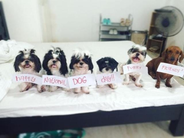 National Dog Day is celebrated August 26th annually and was founded in 2004 to bring attention to the plight of animals and encourage adoption. (Instagram)