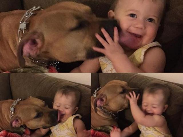 National Dog Day celebrates all dogs, mixed breed and pure. (Instagram)