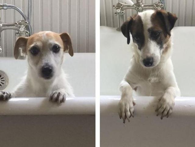 If your life needs more cute dogs (and trust us, it probably does), here’s where to start. (Instagram)
