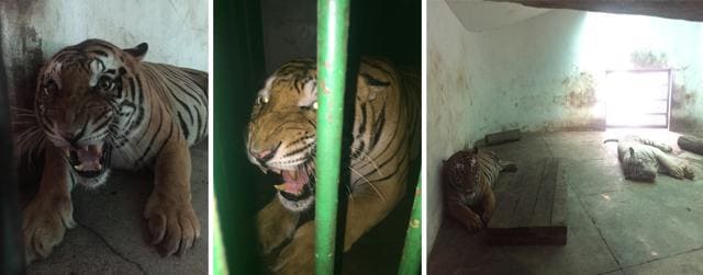 Left and centre) Tigress Chirag snarls hard from her chamber at the Chhatbir zoo; (right) Chirag and Laksh, sleeping apart in their shared chamber. (Photos: Shivjot S Bhullar) Left and centre) Tigress Chirag snarls hard from her chamber at the Chhatbir zoo; (right) Chirag and Laksh, sleeping apart in their shared chamber. (Photos: Shivjot S Bhullar)