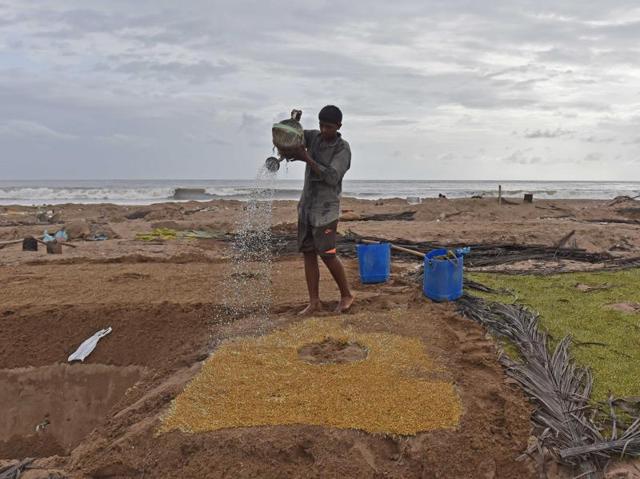 Fenugreek is grown on a squarish or rectangular patch on sand. Farmers make circular spots  on the patch to hold water.  A layer of seeds is covered with a layer of sand.  The patch needs to be watered continuously for seven days. (Pratham Gokhale) 