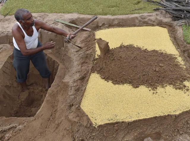 One patch produces approximately 7kg of fenugreek leaves.  Each farmer makes 5-7 patches to cultivate fenugreek. They sow seeds on different patches on different days so that they get fresh crop every day. (Pratham Gokhale) 
