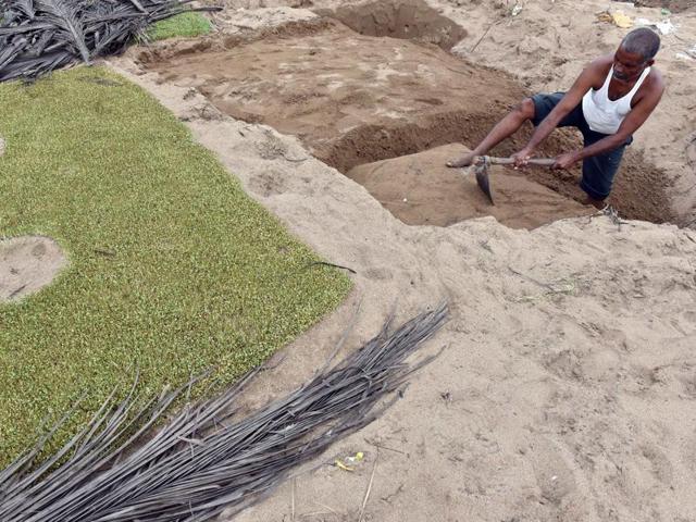 A farmer readies a plot for sowing. (Pratham Gokhale) 