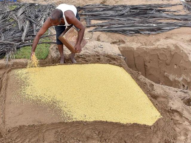 According to a farmer, they earn approximately Rs10-Rs15 for every 15 bunches of fenugreek. (Pratham Gokhale) 
